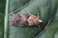Acrobasis repandana