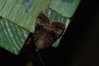 Amphipyra pyramidea/Amphipyra berbera