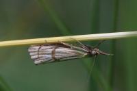 Chrysocrambus linetella