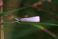 Agriphila straminella