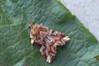 Callopistria juventina