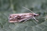 Catoptria verellus