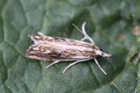 Catoptria verellus