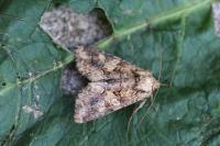 Conisania luteago olbiena