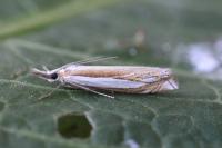 Crambus pascuella