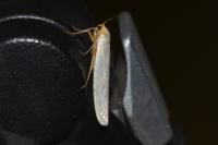 Eilema caniola