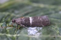 Elegia similella