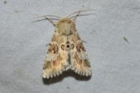 Eremobia ochroleuca
