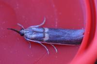 Etiella zinckenella