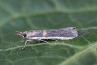 Etiella zinckenella