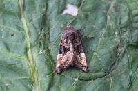 Euplexia lucipara