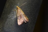 Hypsopygia rubidalis