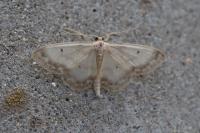 Idaea biselata