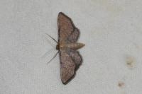 Idaea infirmaria