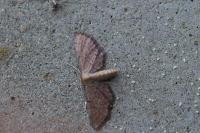 Idaea infirmaria