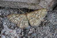 Idaea moniliata