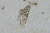 Idaea alyssumata