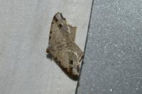 Macaria alternata