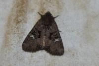 Mesapamea secalella/secalis