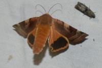 Noctua fimbriata