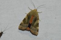 Noctua fimbriata