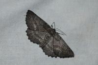 Nychiodes obscuraria