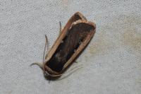 Ochropleura leucogaster