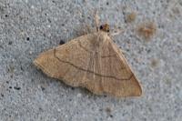 Paracolax tristalis