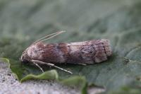 Phycita roborella