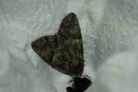 Polyphaenis sericata