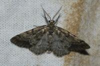 Tephronia sepiaria