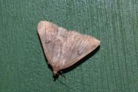 Zanclognatha lunalis