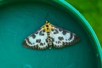 Anania hortulata