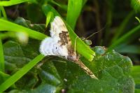 Idaea rusticata