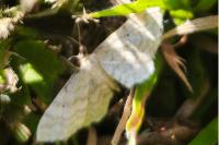 Idaea fuscovenosa