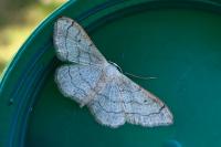 Idaea aversata