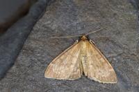 Anania fuscalis
