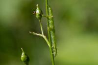 Cucullia prenanthis