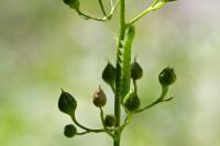 Cucullia prenanthis
