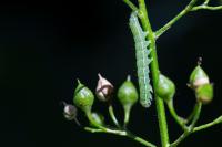 Cucullia prenanthis