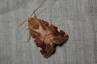Cosmia diffinis