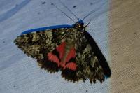 Catocala promissa