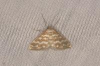 Idaea sericeata