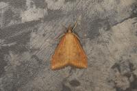 Udea ferrugalis