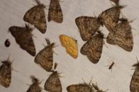 Camptogramma bilineata