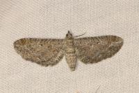 Eupithecia millefoliata