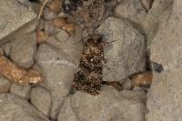 Callopistria latreillei