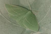 Hemistola chrysoprasaria