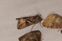 Autographa gamma