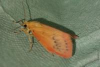 Miltochrista miniata